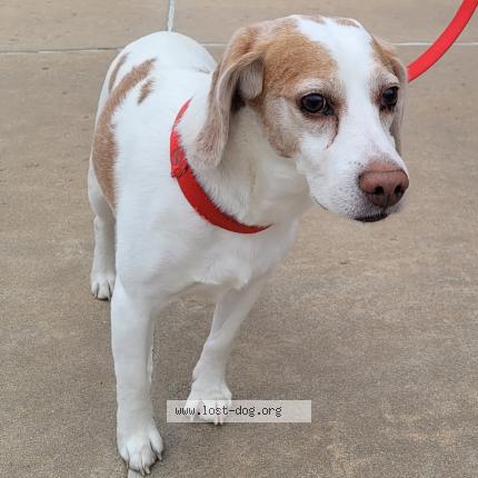 Photo 1/1 Reunited dog Found in Maize
