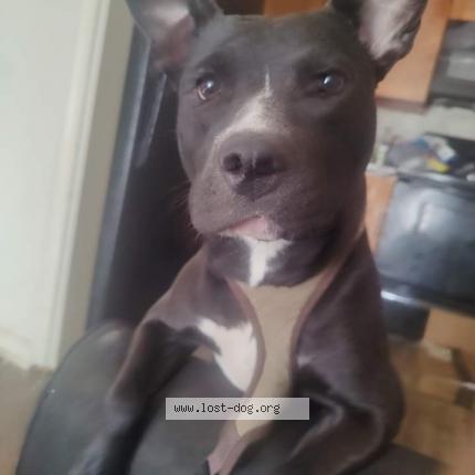 Picture of dog lost at Drexel Hill
