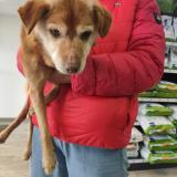 Picture of dog found at Ploufragan