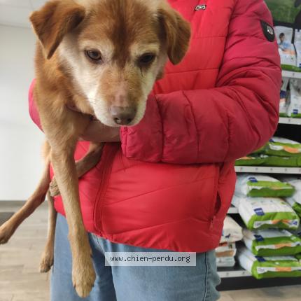 Photo 1/1 Dog reunited Found in Ploufragan