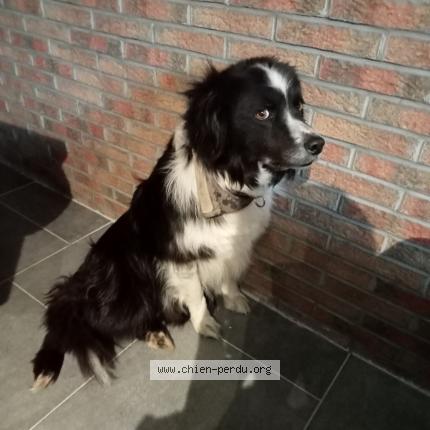 Foto van vermiste hond in Jemappes