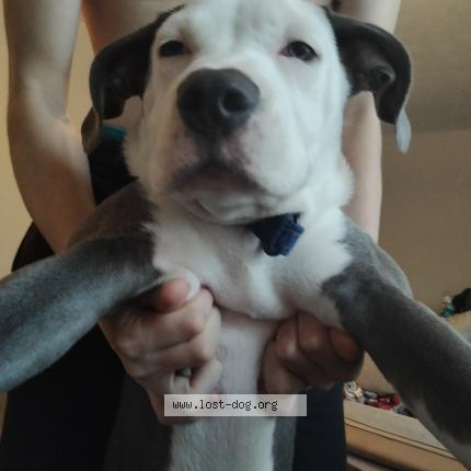 Picture of dog lost at Monroe