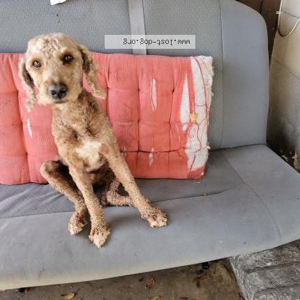 Photo 1/1 Reunited dog Found in Jacksonville