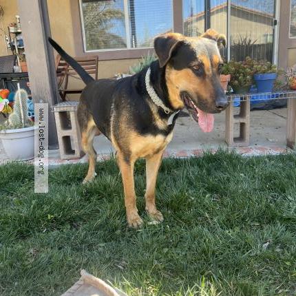 Photo 1/1 Reunited dog Found in Beaumont