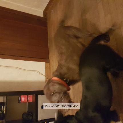 Foto van gevonden hond in Fontenoille