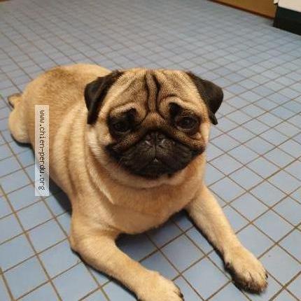 Foto 1/1 Hond teruggevonden Vermist in Esneux