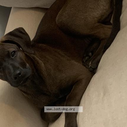 Photo 1/1 Reunited dog Lost in Tuscaloosa