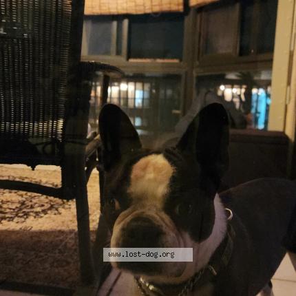 Photo 1/1 Reunited dog Found in Green Acres