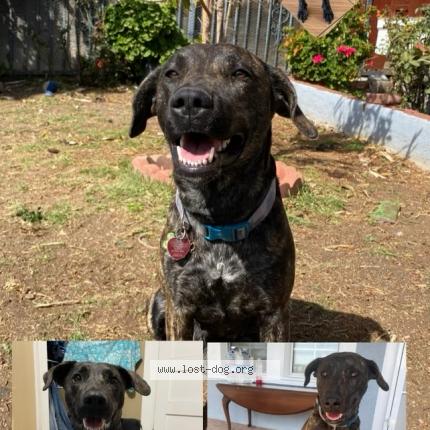 Photo 1/1 Reunited dog Lost in Los Angeles