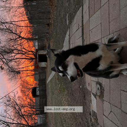 Photo 1/1 Reunited dog Lost in Wichita