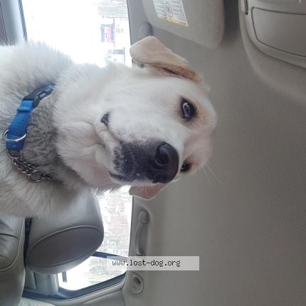 Photo 1/1 Reunited dog Lost in Ashtabula