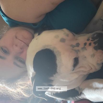 Photo 1/1 Reunited dog Lost in Houston