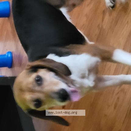 Photo 1/1 Reunited dog Lost in Wixom