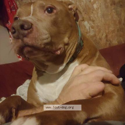 Photo 1/1 Reunited dog Lost in Mason