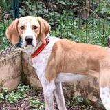 Picture of dog lost at Gareoult