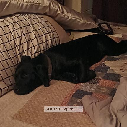 Photo 1/1 Reunited dog Lost in Whitehall