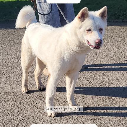 Foto van vermiste hond in Chenee