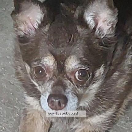 Photo 1/1 Reunited dog Found in Joshua