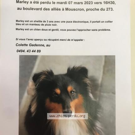 Foto van vermiste hond in Mouscron