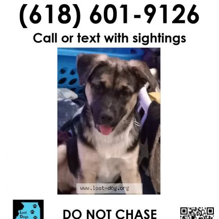 Photo 1/1 Reunited dog Lost in East Saint Louis