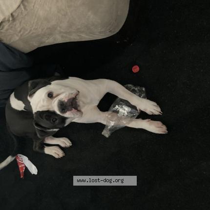Picture of dog lost at Hamtramck