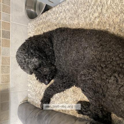 Photo 1/1 Reunited dog Found in Emerson