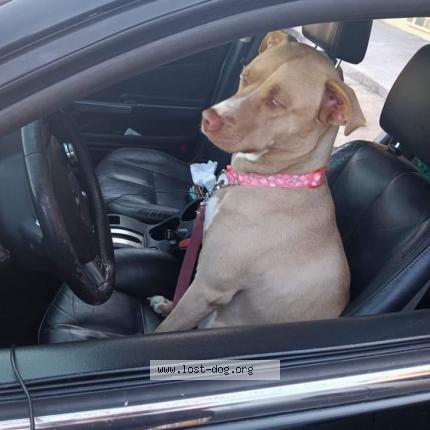 Photo 1/1 Reunited dog Lost in San Marcos