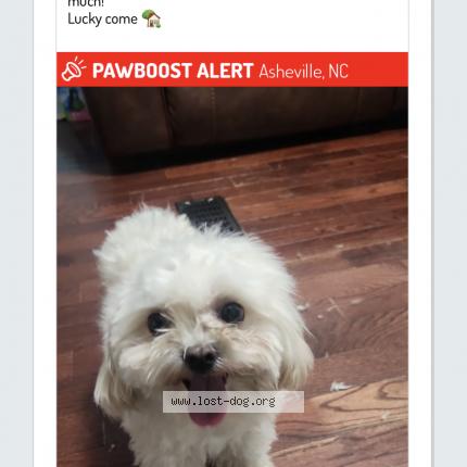 Photo 1/1 Reunited dog Lost in Asheville
