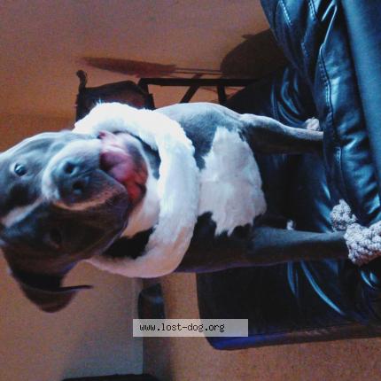 Photo 1/1 Reunited dog Lost in Muncie