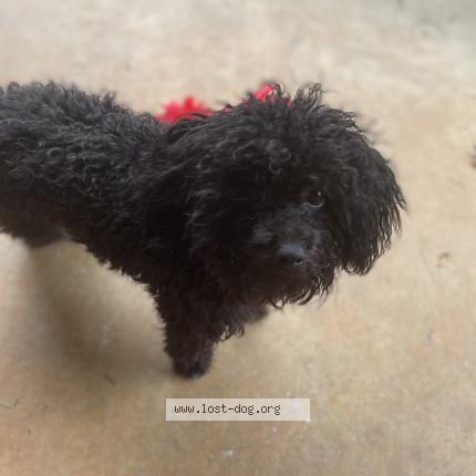Photo 1/1 Reunited dog Lost in Tyler