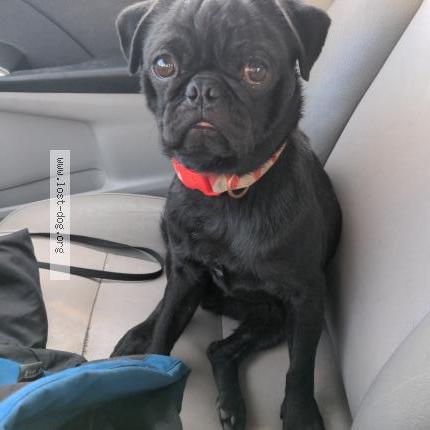 Photo 1/1 Reunited dog Lost in Mendota Heights