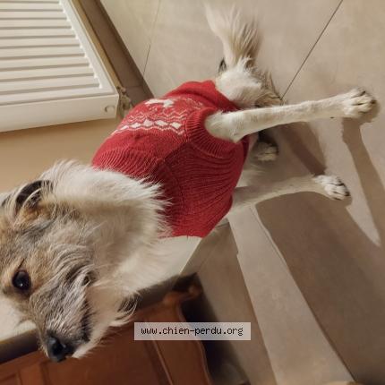 Foto 1/1 Hond teruggevonden Vermist in Bruxelles