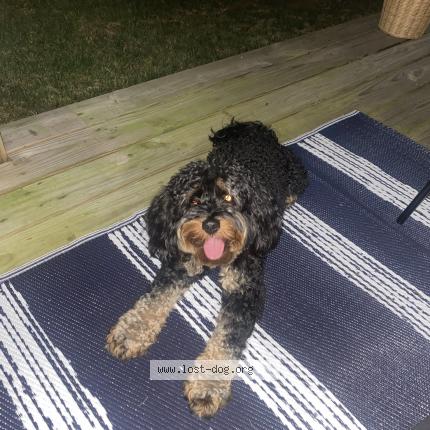 Photo 1/1 Reunited dog Lost in Upper Marlboro