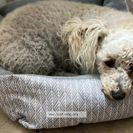 Photo 1/1 Reunited dog Found in Las Vegas