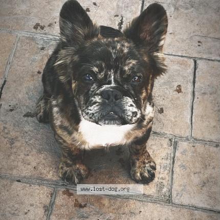 Photo 1/1 Reunited dog Lost in Oakland