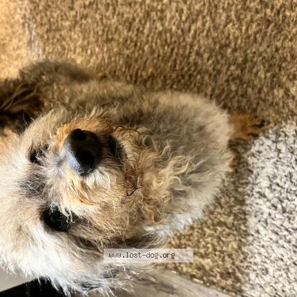 Photo 1/1 Reunited dog Found in Gadsden