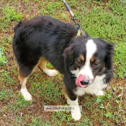 Picture of dog lost at Tulsa