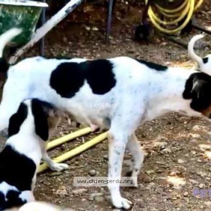 Photo 1/1 Gaia Chien lost in Saint andre de sangonis