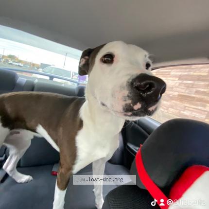Photo 1/1 Reunited dog Lost in Glendale