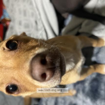 Photo 1/1 Reunited dog Lost in 78253