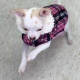 Lost dog etobicoke on sale