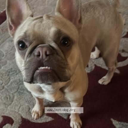 Photo 1/1 Reunited dog Lost in Modesto
