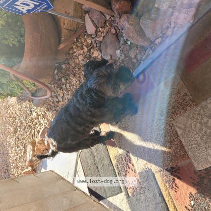 Photo 1/1 Reunited dog Lost in North Las Vegas