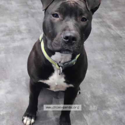 Photo 1/1 Reunited dog Lost in La Grande Motte