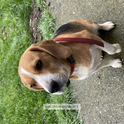 Foto 1/1 Hond teruggevonden Gevonden in Limbourg