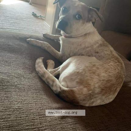 Photo 1/1 Reunited dog Lost in Searcy