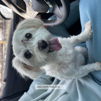 Photo 1/1 Reunited dog Found in Taylor