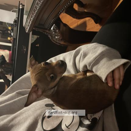 Photo 1/1 Reunited dog Lost in Chicago