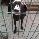 Picture of dog found at Sollies Pont