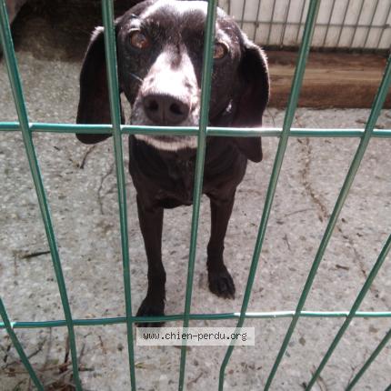 Photo 1/1 Dog reunited Found in Sollies pont